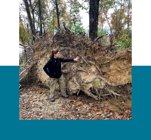 Exploring exposed roots of fallen tree